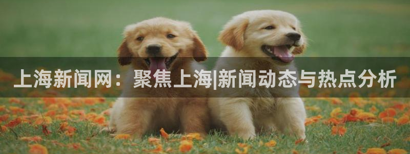 上海新闻网：聚焦上海|新闻动态与热点分析